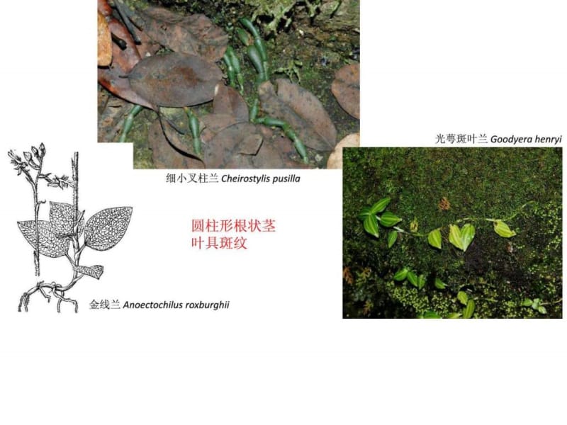 兰科的植物分类 具有解剖结构特征.ppt_第3页