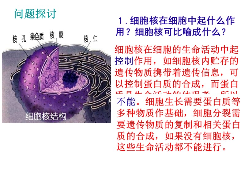 z第三章第三节细胞核--系统的控制中心.ppt_第3页