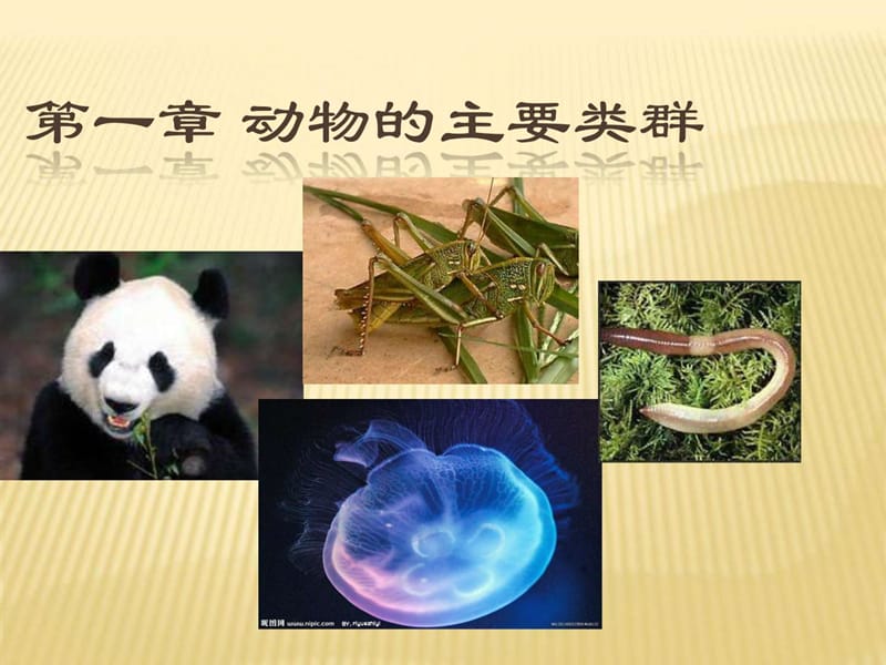 八上生物第一章第一节腔肠动物和扁形动物_图文.ppt.ppt_第1页