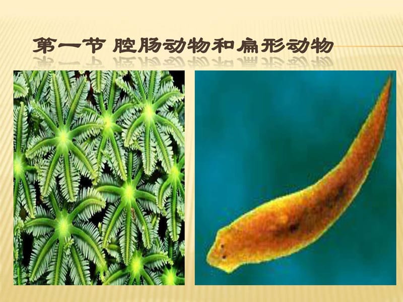 八上生物第一章第一节腔肠动物和扁形动物_图文.ppt.ppt_第2页