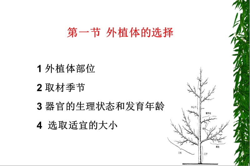 第三章外植体的选择和灭菌.ppt_第3页