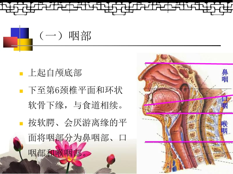 鼻咽部的CT解剖修改.ppt_第2页