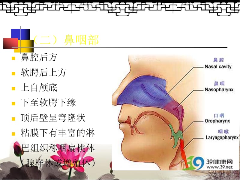 鼻咽部的CT解剖修改.ppt_第3页