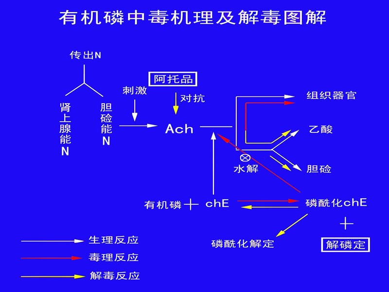 阿托品中毒.ppt_第3页