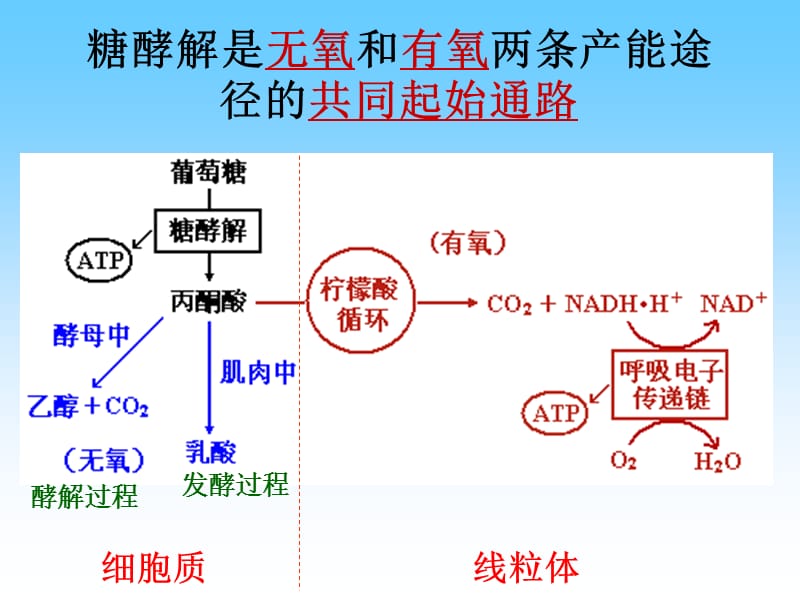 第23章柠檬酸循环.ppt_第2页