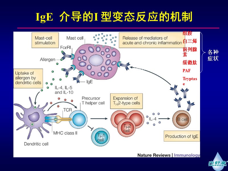 鼻用激素在鼻部炎症性疾病中的应用进展-压缩.ppt_第2页