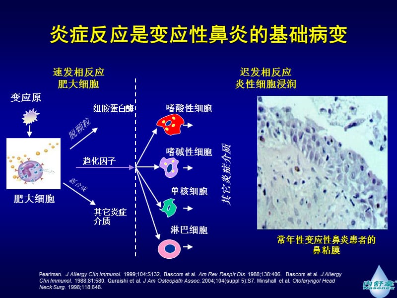 鼻用激素在鼻部炎症性疾病中的应用进展-压缩.ppt_第3页