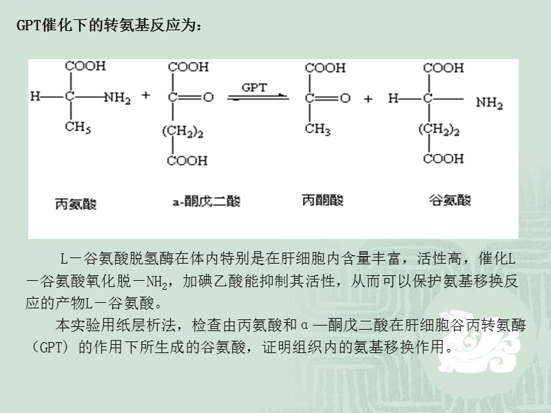 浙江大学生物化学甲实验课件实验9氨基移换反应及其产物的鉴定.ppt_第3页