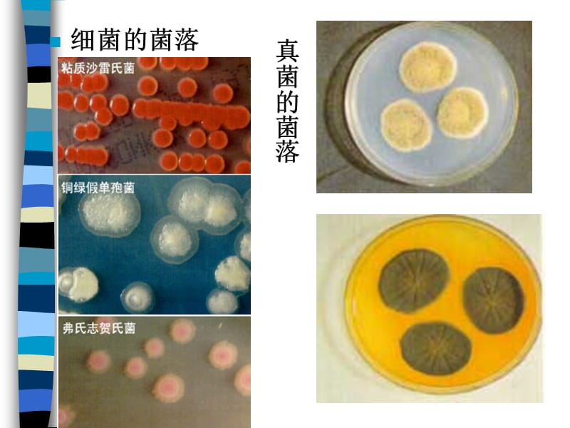 食品工业常见微生物.ppt_第3页