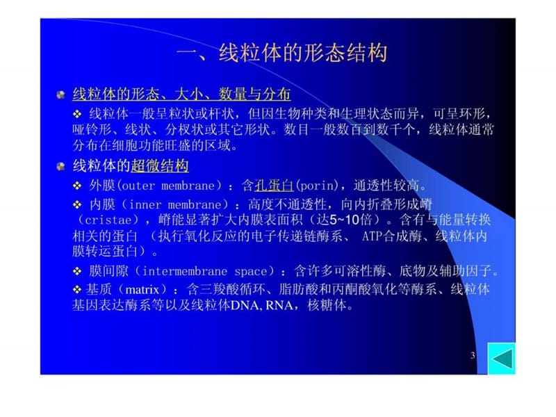 细胞的能量转换线粒体和叶绿体.ppt_第3页