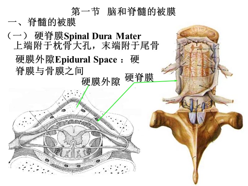 脑膜、脑血管解剖图.ppt_第2页