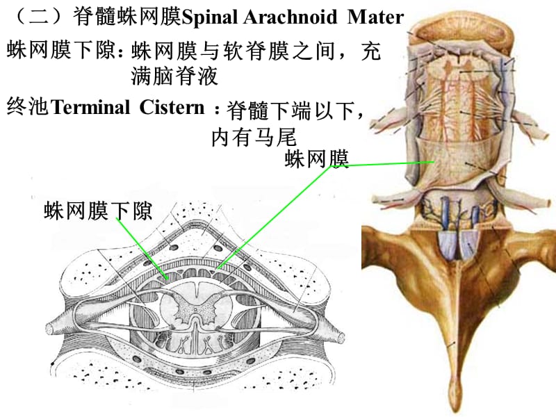 脑膜、脑血管解剖图.ppt_第3页