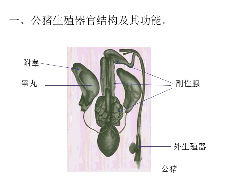 公、母猪生殖器官解剖结构及其功能.ppt_第3页