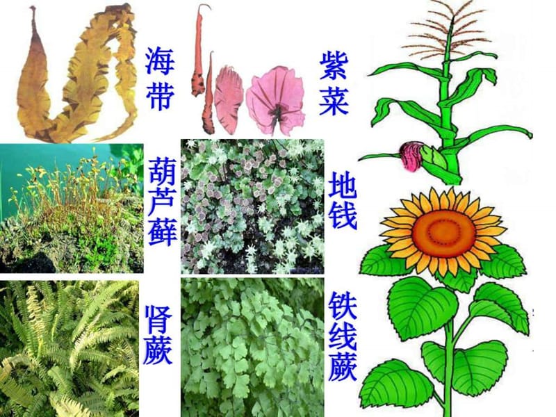 生物第三单元第一章第一节藻类,苔藓和蕨类植物课件(人....ppt_第1页