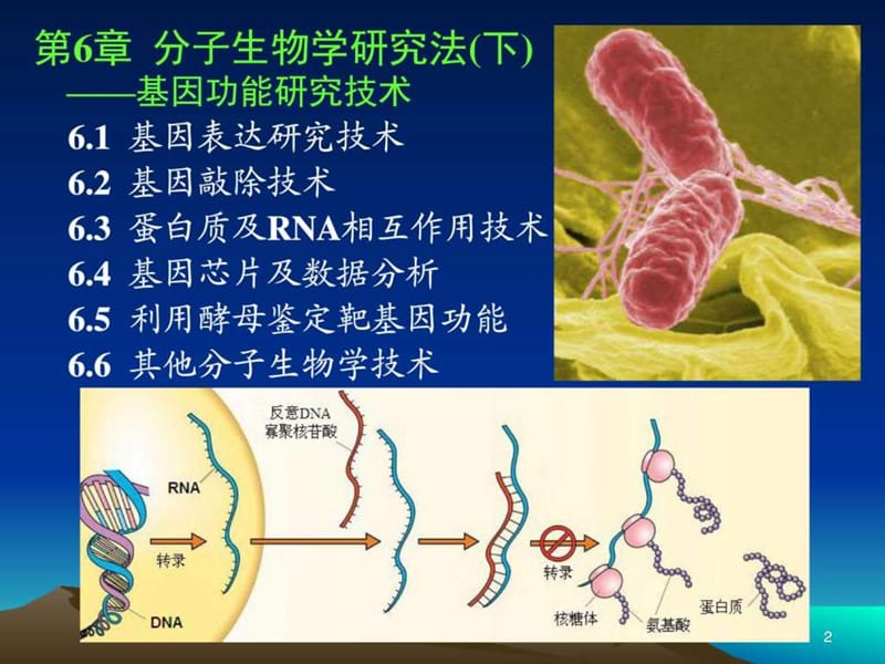 第6章分子生物学研究法(下)_图文.ppt_第2页