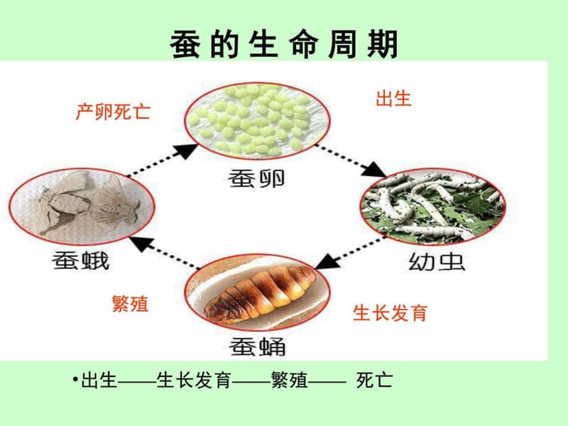 科学-三年级下册-《其他动物的生命周期》[1].ppt.ppt_第1页