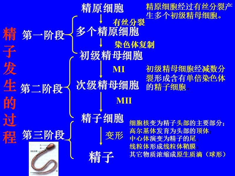 哺乳动物生殖细胞的发生和胚胎发育的基本过程.ppt_第3页