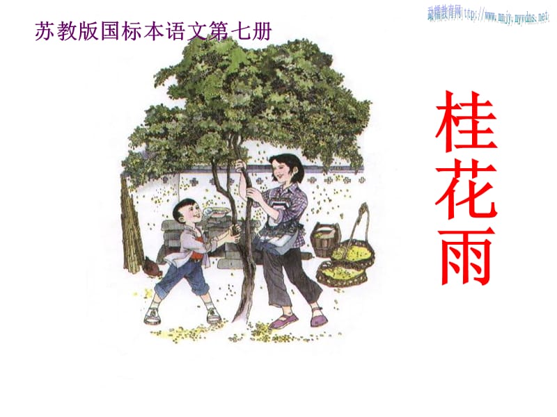 廖荣仙《桂花雨》课件2.ppt_第1页