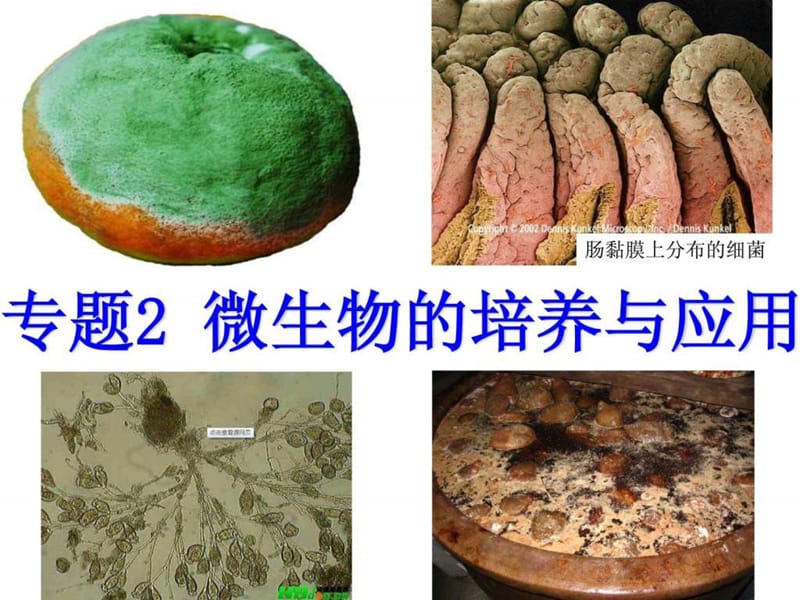 课题1 微生物的实验室培养.ppt_第1页