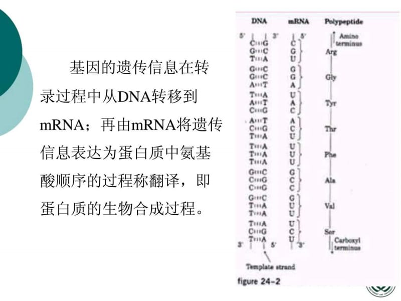 分子生物学课件—蛋白质翻译.ppt_第2页