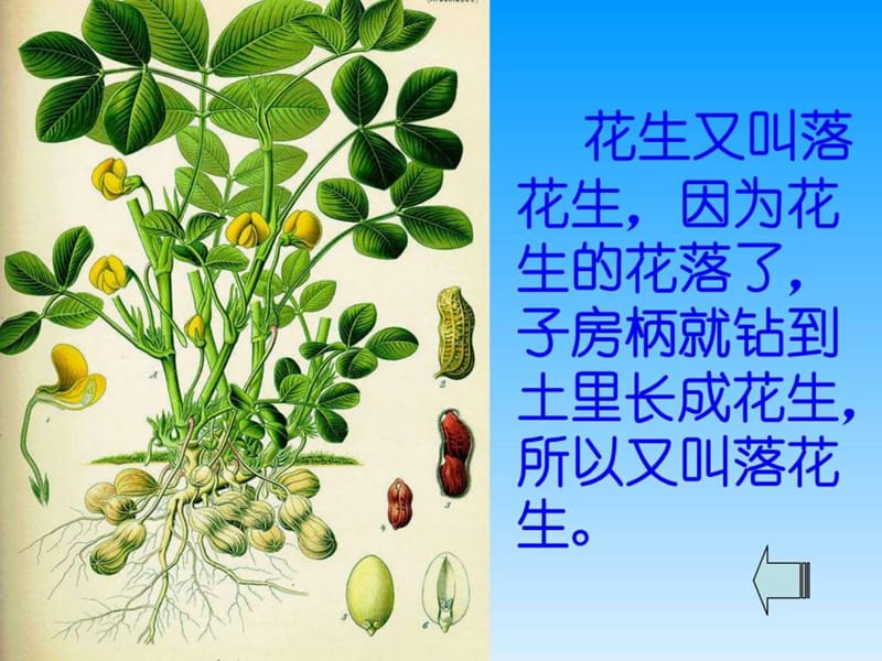 落花生ppt课件_1542523010.ppt.ppt_第2页