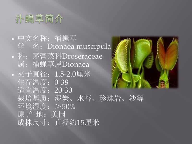 扑蝇草的种植技术.ppt_第2页