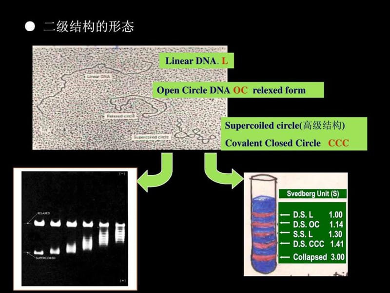 分子生物学_1727335056.ppt_第2页