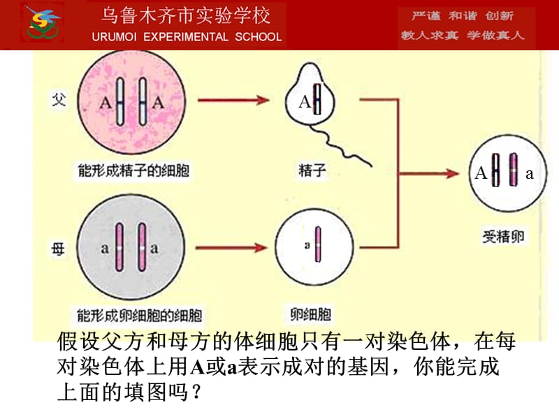 2015基因的显隐性1课时.ppt_第2页