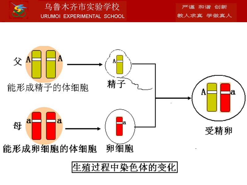 2015基因的显隐性1课时.ppt_第3页