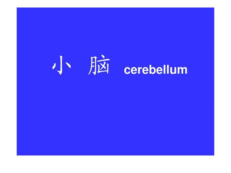 小脑,间脑,端脑.ppt.ppt_第1页