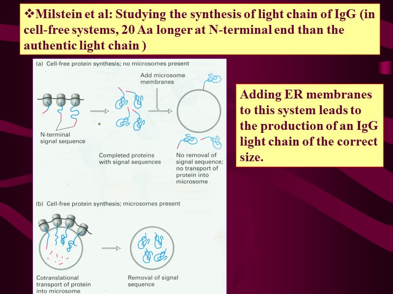 考研资料：北京大学细胞生物学第六章基质与内膜(下).ppt_第2页