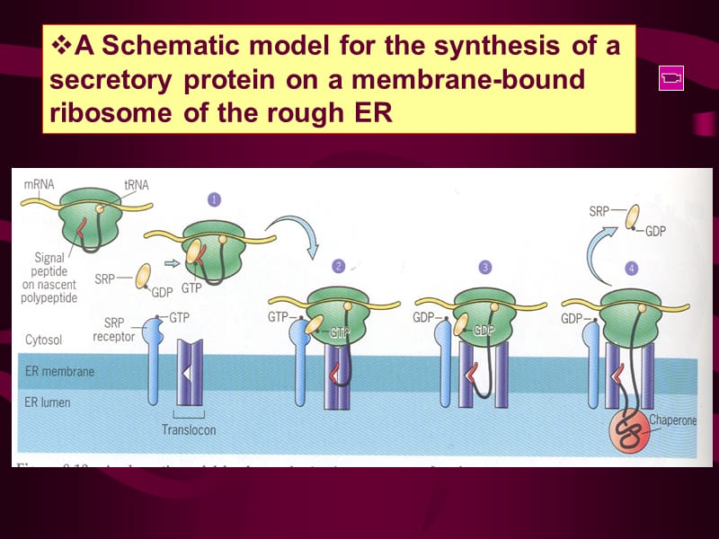 考研资料：北京大学细胞生物学第六章基质与内膜(下).ppt_第3页