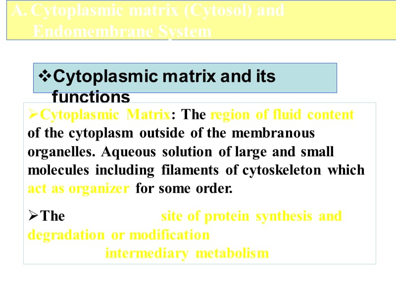 考研资料：北京大学细胞生物学第六章基质与内膜(上).ppt_第3页