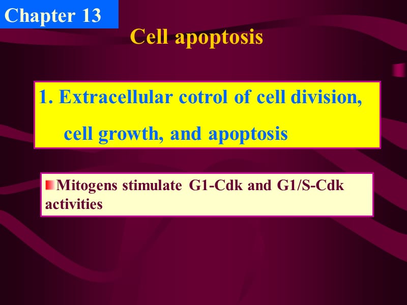 考研资料：北京大学细胞生物学第十三章细胞凋亡与衰老.ppt_第1页