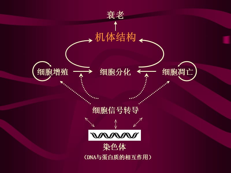 考研资料：北京大学细胞生物学第十三章细胞凋亡与衰老.ppt_第3页