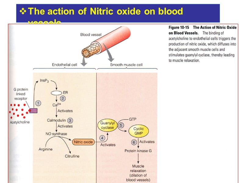 考研资料：北京大学细胞生物学第五章物质的跨膜运输(下).ppt_第2页