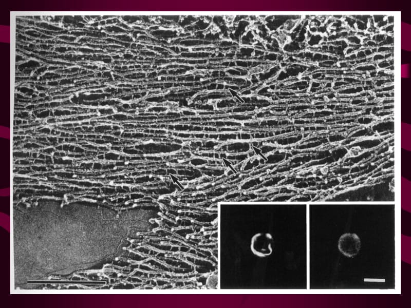 考研资料：北京大学细胞生物学第十章细胞骨架(下).ppt_第2页