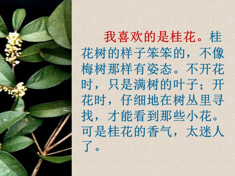 《桂花雨》课件新[1].ppt_第3页