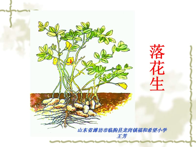 《落花生》ppt王芳.ppt_第1页