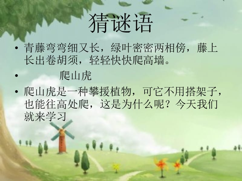 《爬山虎的脚》课件02.ppt_第1页