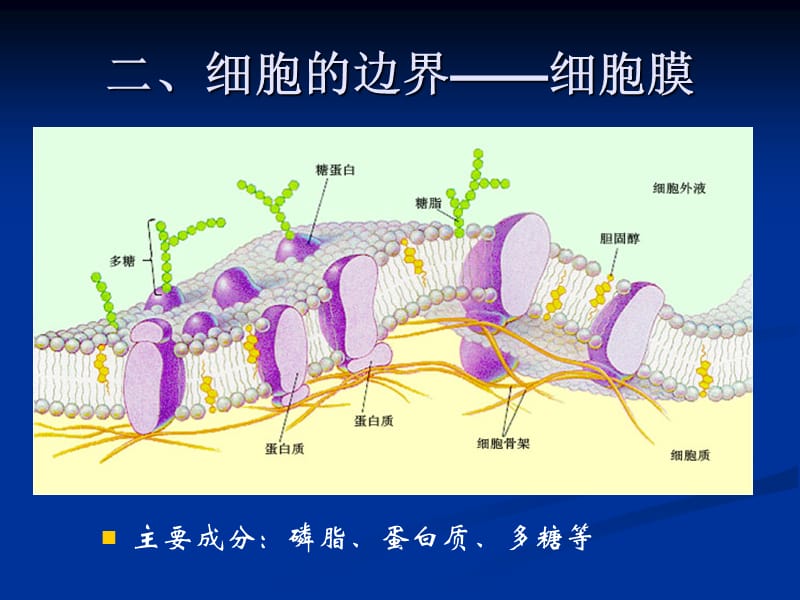 生物体的基本组成单位是什么.ppt_第2页