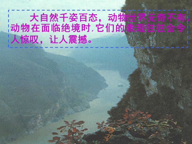 《斑羚飞渡》ppt课件3.ppt_第2页