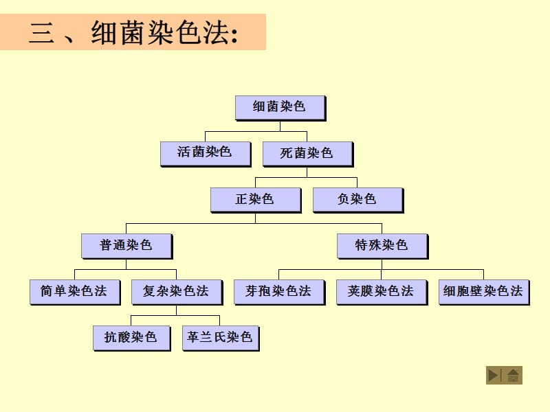 微生物染色法.ppt_第1页