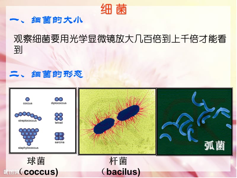 微生物的类群和营养.ppt_第2页