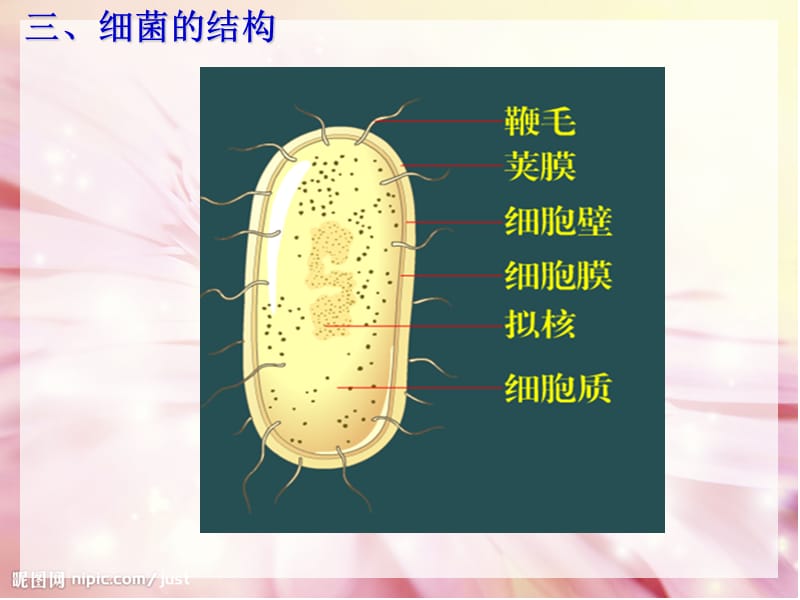 微生物的类群和营养.ppt_第3页