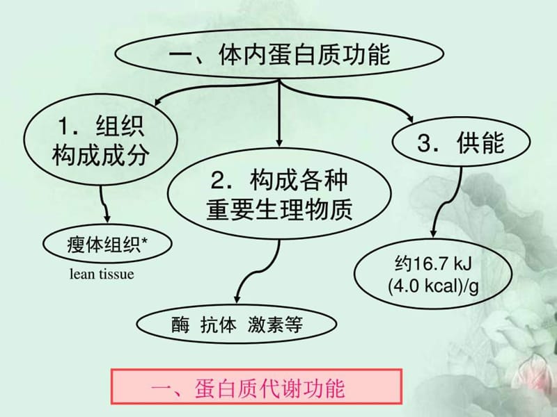 养生之道 健康指南 营养基础学 蛋白质_图文.ppt.ppt_第2页