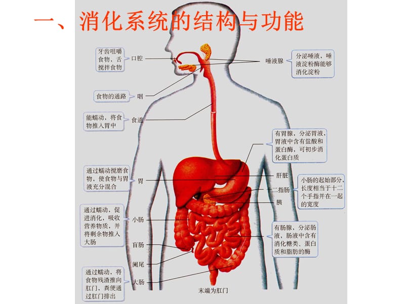 新教材-消化和吸收-佛山谢永红.ppt_第3页