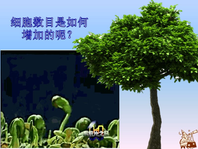 有丝分裂上课用课件.ppt_第1页