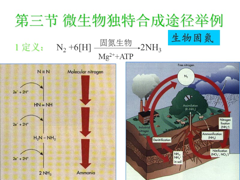 微生物的生长与控制 .ppt_第1页