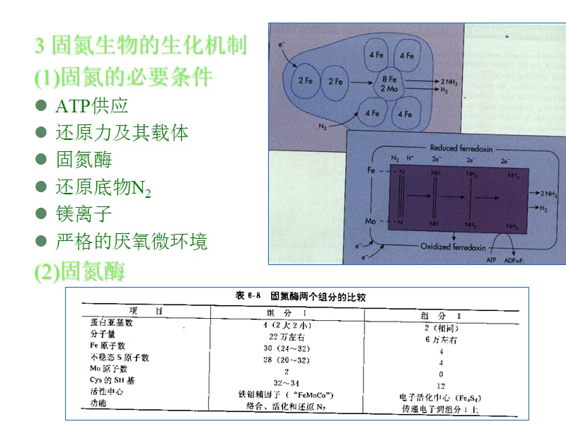 微生物的生长与控制 .ppt_第3页